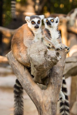 Photo for Beautiful lemur family is photographed close-up in zoo - Royalty Free Image