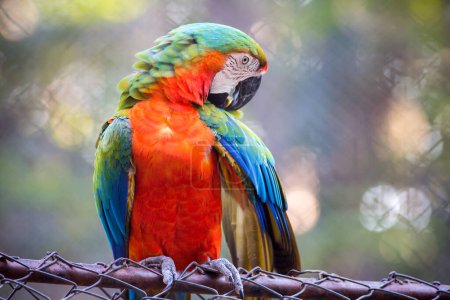 Photo for Portrait of Scarlet macaw - Royalty Free Image