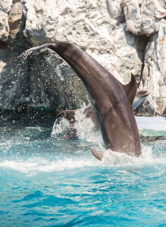 Foto de Los delfines están saltando durante el espectáculo - Imagen libre de derechos
