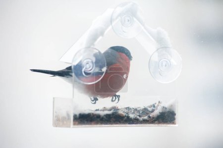 Téléchargez les photos : Nourrir les oiseaux en hiver - en image libre de droit