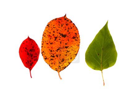 Téléchargez les photos : Feuilles d'automne colorées isolées sur fond blanc - en image libre de droit