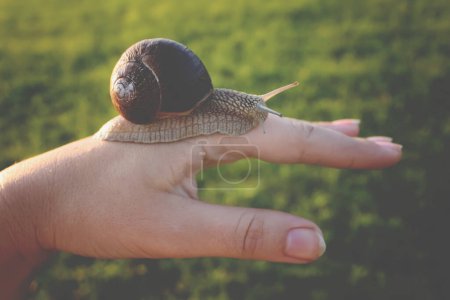 Téléchargez les photos : Main avec escargot dans le jardin - en image libre de droit