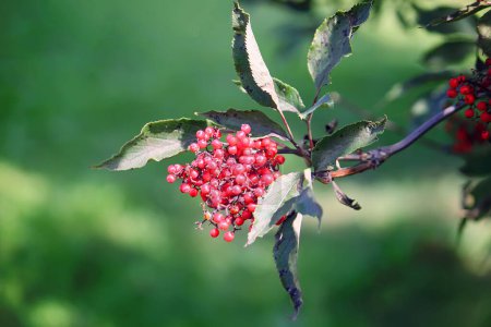 Photo for "Sambucus racemosa, common red elderberry, red-berried elder berries on the branch in the garden." - Royalty Free Image