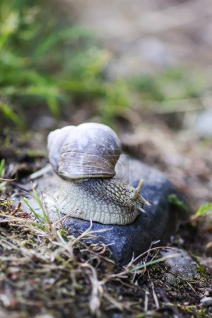 Photo for "Snail crawling in summer day in garden." - Royalty Free Image