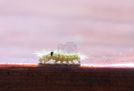 Téléchargez les photos : "Calliteara pudibunda hairy fluffy caterpillar on wood" - en image libre de droit