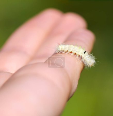 Photo for "Calliteara pudibunda hairy fluffy caterpillar on ahand" - Royalty Free Image