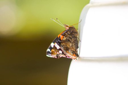 Téléchargez les photos : "Butterfly Limonite, common brimstone, Gonepteryx rhamni outdoors" - en image libre de droit