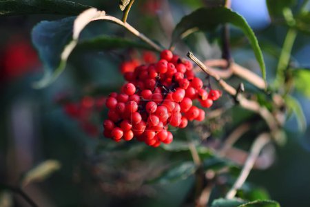 Foto de "Sambucus racemosa, common red elderberry, red-berried elder berries on the branch in the garden." - Imagen libre de derechos