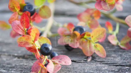 Photo for Ripe fresh blueberry branches - Royalty Free Image