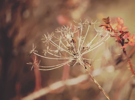 Photo for Dry plants at autumn - Royalty Free Image