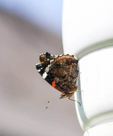 Téléchargez les photos : "Limonite papillon, soufre commun, Gonepteryx rhamni à l'extérieur" - en image libre de droit