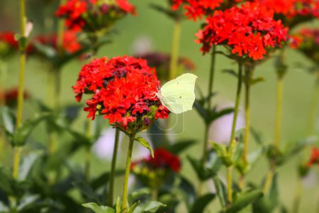 Téléchargez les photos : "Butterfly Limonite, common brimstone, Gonepteryx rhamni on the Lychnis chalcedonica blooming plant outdoors" - en image libre de droit