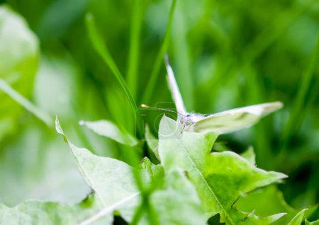 Téléchargez les photos : "Grand papillon chou blanc ou Pieris brassicae" - en image libre de droit
