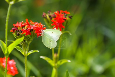 Téléchargez les photos : "Limonite papillon, soufre commun, Gonepteryx rhamni sur la plante à fleurs Lychnis chalcedonica en plein air" - en image libre de droit