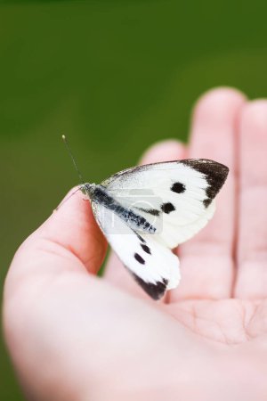Photo for "Large white cabbage butterfly or Pieris brassicae sitting on a hand" - Royalty Free Image