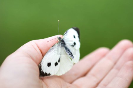 Foto de "Mariposa grande de col blanca o Pieris brassicae sentado en una mano" - Imagen libre de derechos