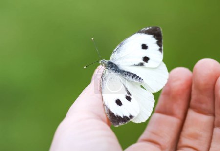 Foto de "Mariposa grande de col blanca o Pieris brassicae sentado en una mano" - Imagen libre de derechos