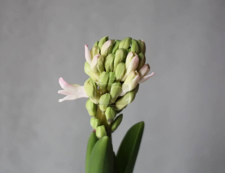 Photo for Beautiful hyacinth flowers petals - Royalty Free Image