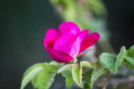 Téléchargez les photos : "Flowers of dog-rose rosehip growing in summer park" - en image libre de droit