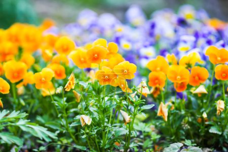 Téléchargez les photos : "Beautiful pansy, viola or violet flowers in the garden" - en image libre de droit