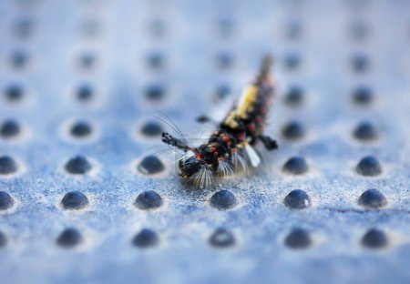 Téléchargez les photos : "The caterpillar Orgyia Antiqua, rusty tussock moth or vapourer" - en image libre de droit