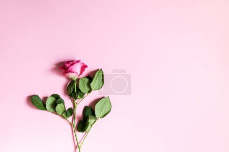 Téléchargez les photos : "Belle rose rose sur fond doux" - en image libre de droit