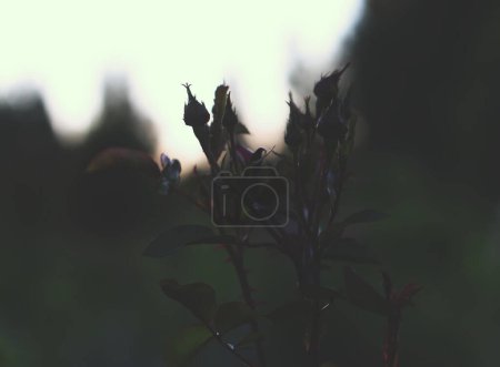 Foto de Planta de rosas creciendo. vista de noche - Imagen libre de derechos
