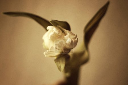 Foto de Flor vintage jacinto. Hermoso fondo floral - Imagen libre de derechos