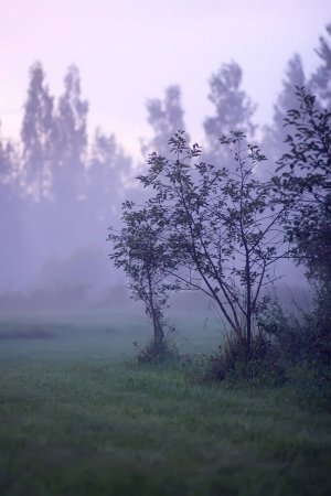 Photo for Landscape of misty field in countryside at summer. - Royalty Free Image