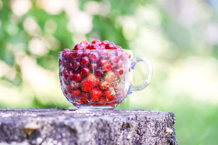 Foto de Cerezas maduras y fresas en una taza transparente en el tocón del árbol. Frutas rojas frescas en el jardín de verano - Imagen libre de derechos