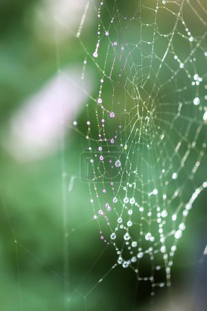 Téléchargez les photos : "Wet spider web in rain drops. Summer nature details." - en image libre de droit