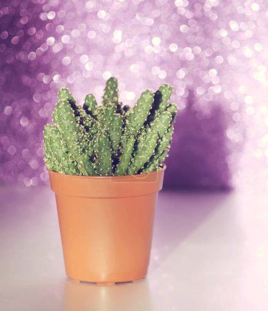 Foto de Planta de cactus pequeño verde en una olla contra la pared púrpura brillante con purpurina - Imagen libre de derechos