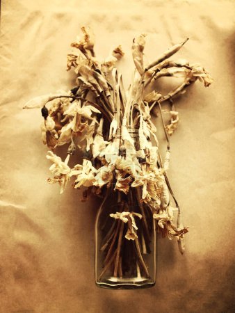 Téléchargez les photos : Jonquilles séchées fleurs vue rapprochée - en image libre de droit