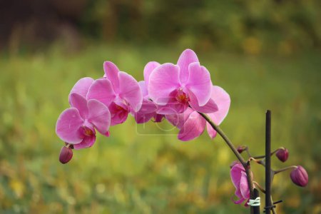 Foto de Flor de orquídea púrpura. Hermoso fondo floral - Imagen libre de derechos