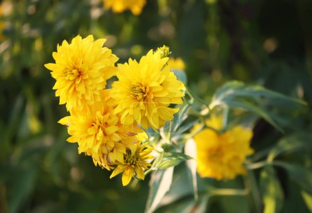 Téléchargez les photos : "Rudbeckia boule d'or fleur" - en image libre de droit