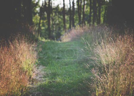 Photo for "Footpath in rural field" - Royalty Free Image