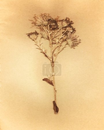 Photo for Dead dry plant on craft paper - Royalty Free Image