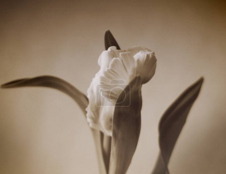 Foto de Flor vintage jacinto. Hermoso fondo floral - Imagen libre de derechos