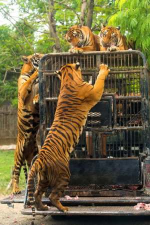 Téléchargez les photos : Spectacle de tigres affamés du Bengale au zoo - en image libre de droit