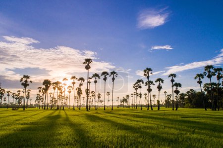 Téléchargez les photos : Palmiers à sucre dans de magnifiques rizières avec fond de ciel couchant - en image libre de droit