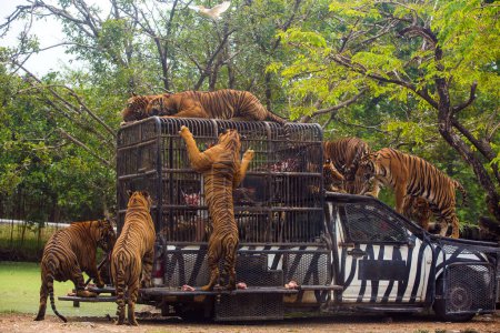 Téléchargez les photos : "Spectacle de tigres affamés du Bengale au zoo" - en image libre de droit