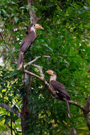 Foto de "Tickell's brown hornbill bird, in the back, perched in front of a nest in the tropical forest of Khao Yai National Park." - Imagen libre de derechos