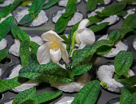 Foto de "Flor de orquídea en plántulas blancas." - Imagen libre de derechos