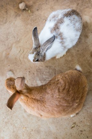 Photo for Rabbits in the cage - Royalty Free Image