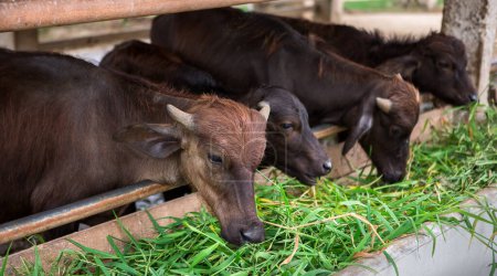 Foto de Alimentación granja de búfalos de heno, primer plano - Imagen libre de derechos