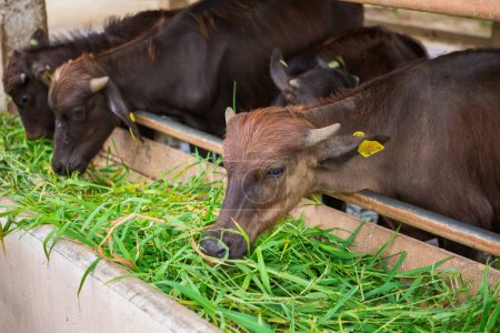 Foto de Alimentación de granja de búfalos de heno - Imagen libre de derechos