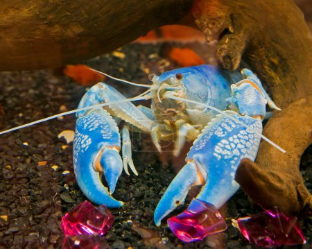 Photo for "Blue crayfish Standing gracefully" - Royalty Free Image