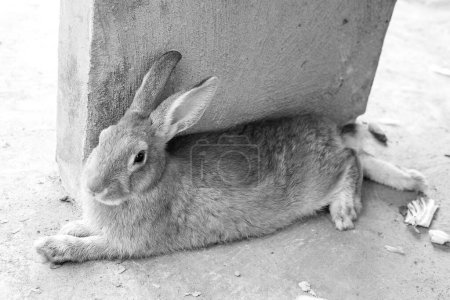 Téléchargez les photos : Portrait de lapin, noir et blanc - en image libre de droit