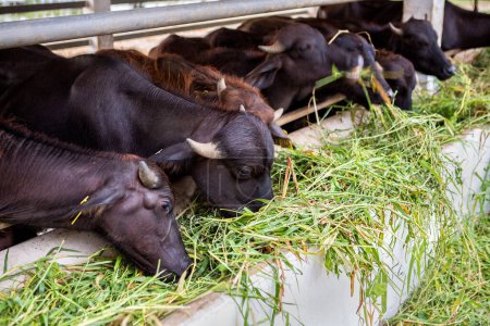 Photo for Feeding hay buffalo farm - Royalty Free Image