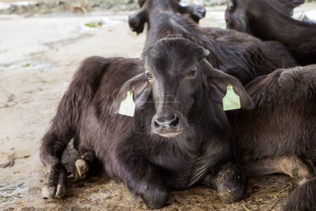 Photo for Feeding hay buffalo farm - Royalty Free Image